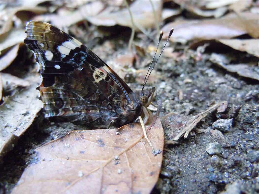 Vanessa atalanta